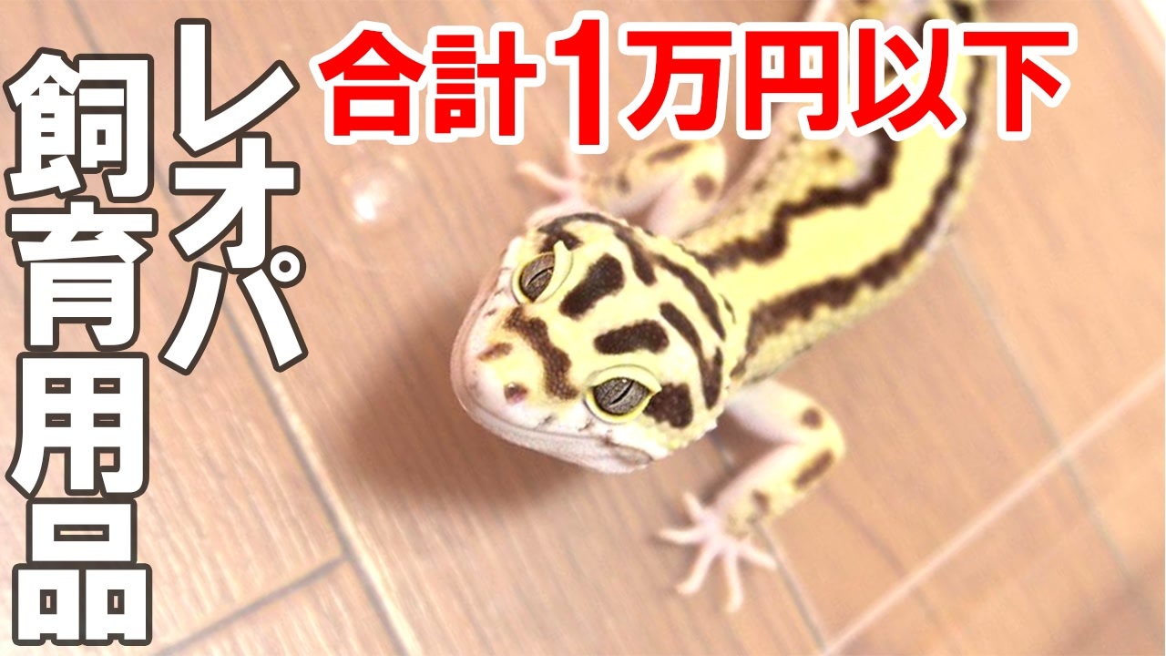 人気の 動物 爬虫類 動画 1 877本 12 ニコニコ動画