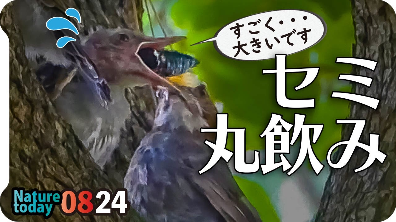 04 カルガモ親子雛団子 ヒヨドリ親子のカタツムリ セミ捕食 奇形水鳥 リアルハヤシガメ バッタ変死体 カワウ幼鳥 カワセミなど 今日撮り野鳥動画まとめ 身近な生き物語 ニコニコ動画