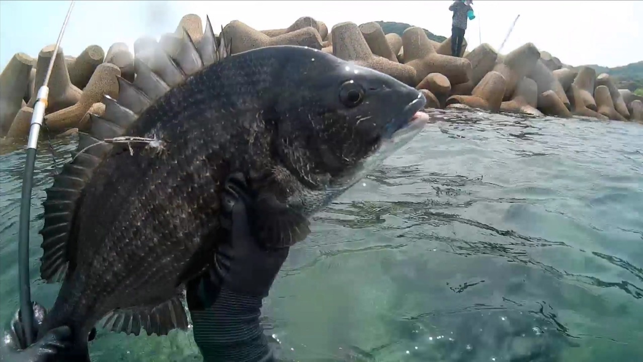 人気の クロダイ 動画 65本 ニコニコ動画