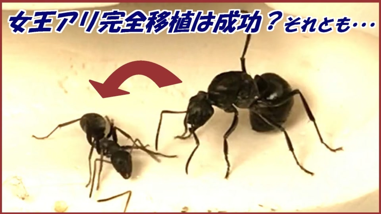 滅びかけたアリの巣に移植した 新女王 はどうなったのか ニコニコ動画