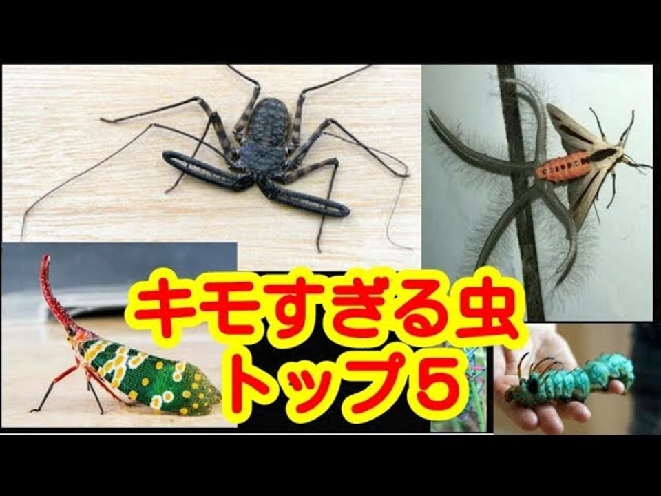 キモ過ぎ注意 世界のグロテスクな虫 トップ５ ニコニコ動画