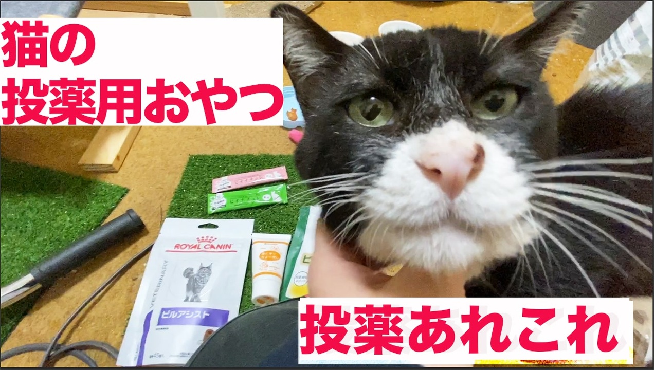 縁の深い猫たちシリーズ 全67件 ねこかますさんのシリーズ ニコニコ動画