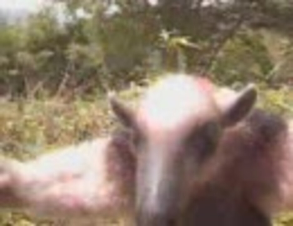 人気の アリクイ 動画 74本 ニコニコ動画