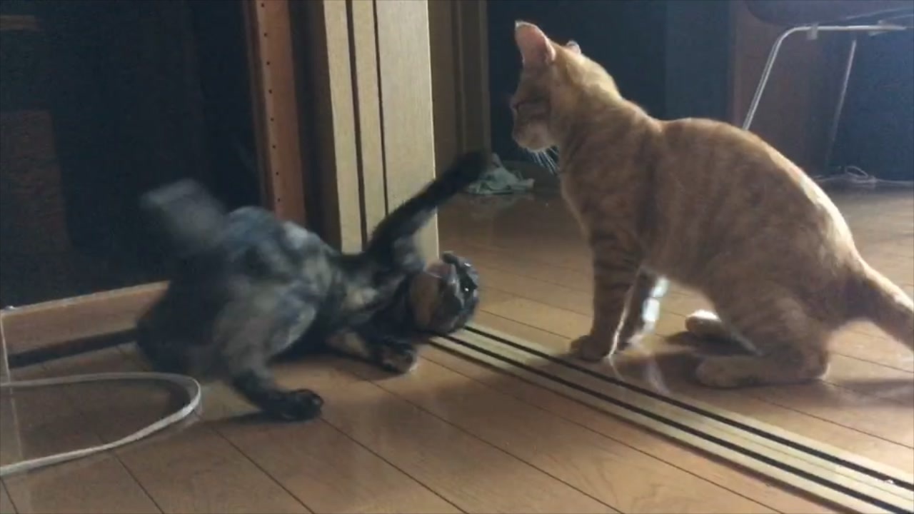 兄妹子猫のじゃれあい ニコニコ動画