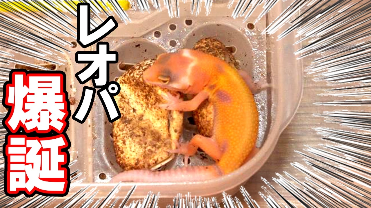 人気の 爬虫類 Av アニマルビデオ 動画 729本 4 ニコニコ動画