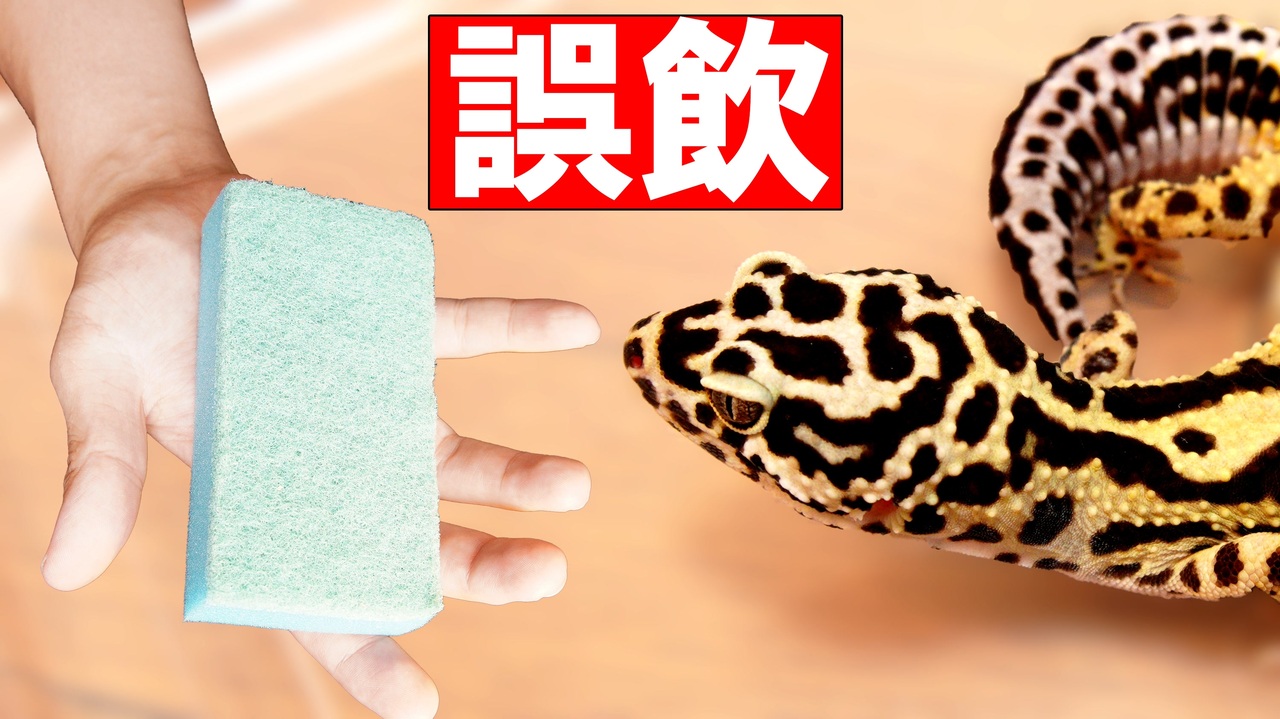 人気の 動物 爬虫類 動画 1 862本 50 ニコニコ動画