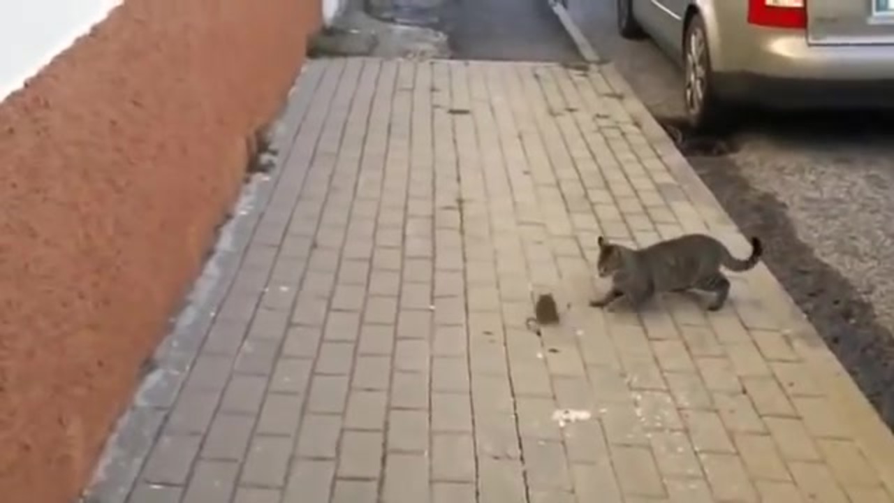 人気の 動物 ホモと見るシリーズ 動画 197本 2 ニコニコ動画