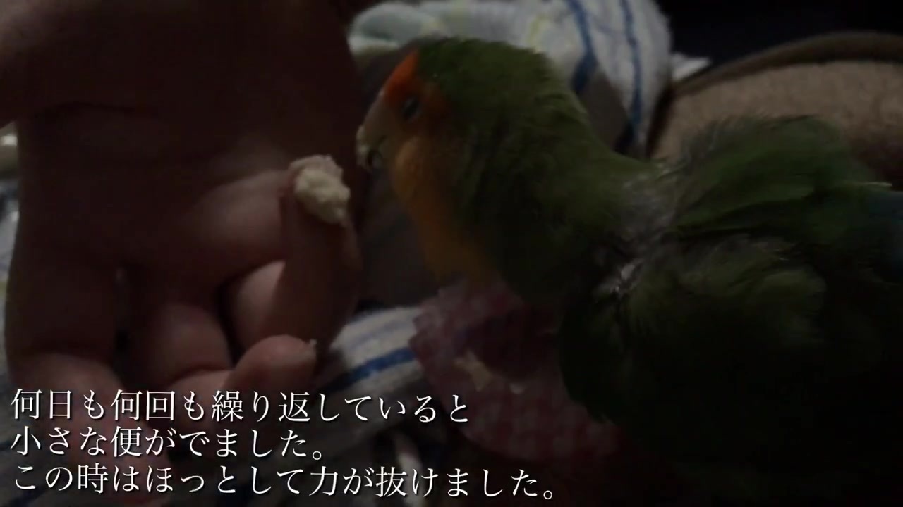 人気の もふもふ動画 コザクラインコ 動画 33本 ニコニコ動画
