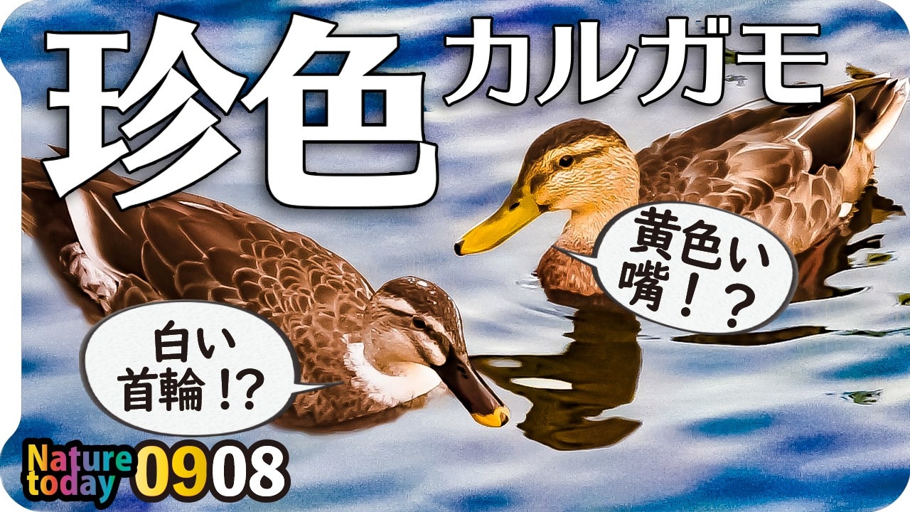 0908 異常 交雑種 珍色のカルガモ達 渡り鳥コガモがやってきた かわいい鳥の漫画 カワウのペア 夕焼け夕暮れ 今日撮り野鳥動画まとめ 身近な生き物語 ニコニコ動画