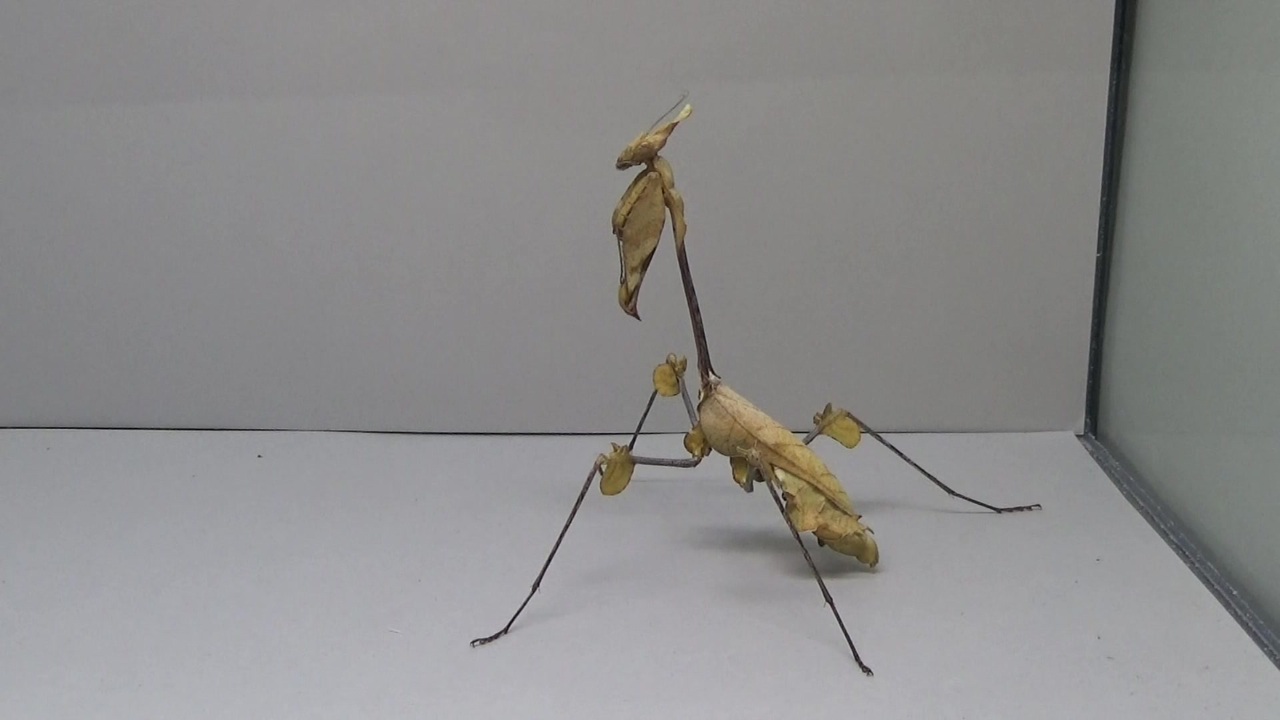 閲覧注意 カマキリ バイオリンマンティス にチョウを与えてみた Gongylus Gongylodes ニコニコ動画