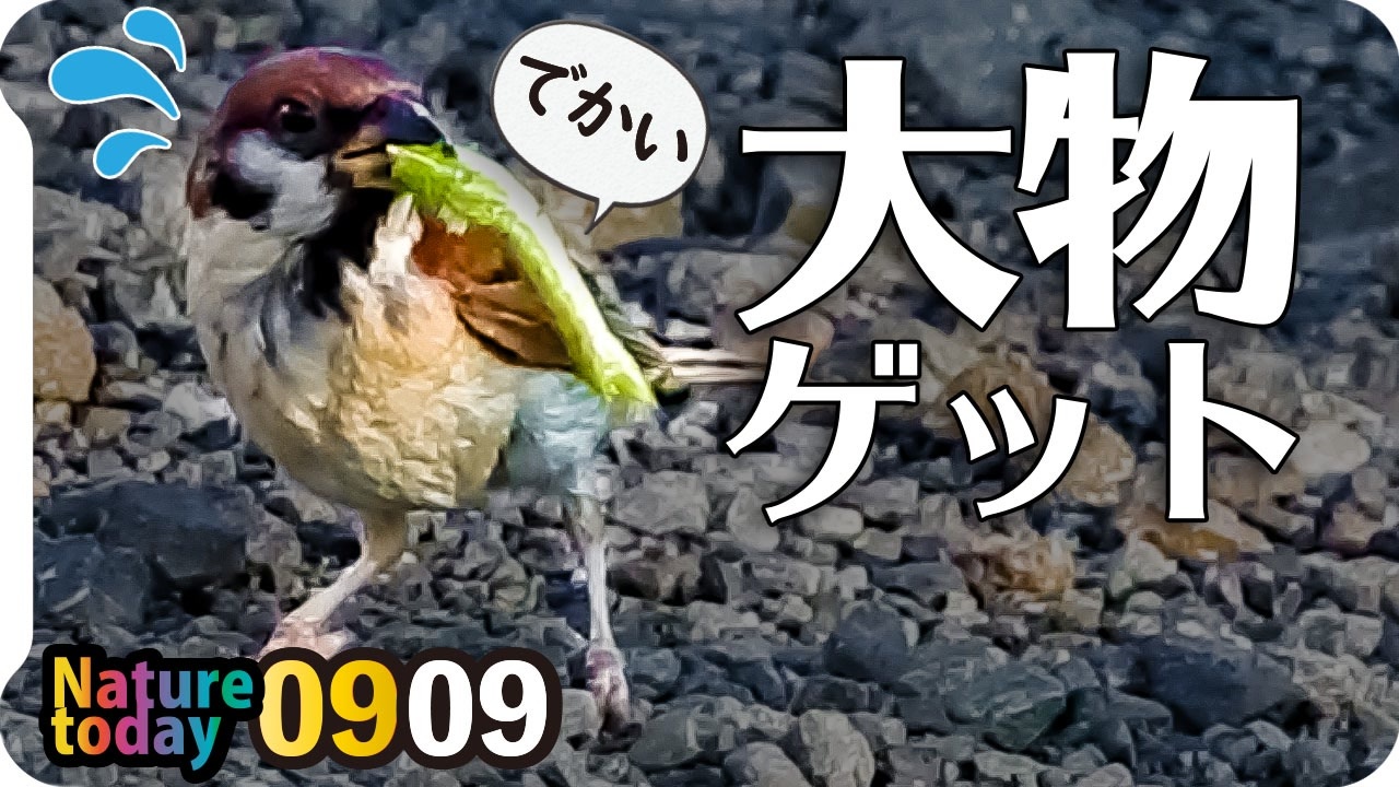 0909 バッタがスズメ雛に襲われる カラスがパン食べる カルガモエンジェルウイング カワセミ幼鳥の喧嘩 朝焼け朝日 今日撮り野鳥動画まとめ 身近な生き物語 ニコニコ動画