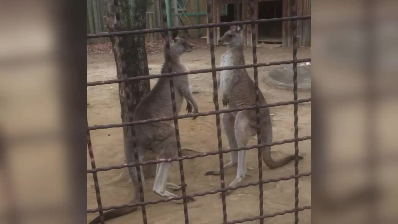 人気の 争いは同じレベルの者同士でしか発生しない 動画 44本 ニコニコ動画