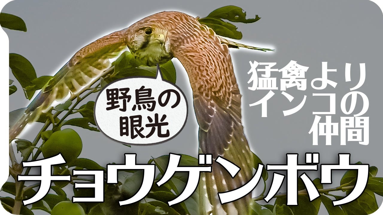 0910 チョウゲンボウが小鳥を捕食失敗 カラスがカラスを襲う エンジェル ウイングのカルガモ 野鳥にパンをあげないで 今日撮り野鳥動画まとめ 身近な生き物語 ニコニコ動画