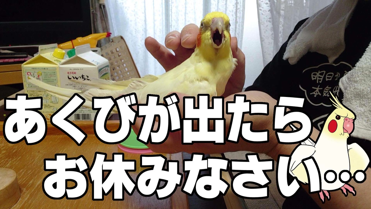 人気の インコ 動画 5 525本 ニコニコ動画