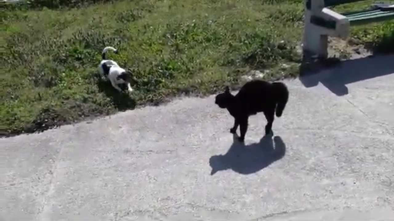 人気の 犬 犬 犬 動画 15 591本 7 ニコニコ動画