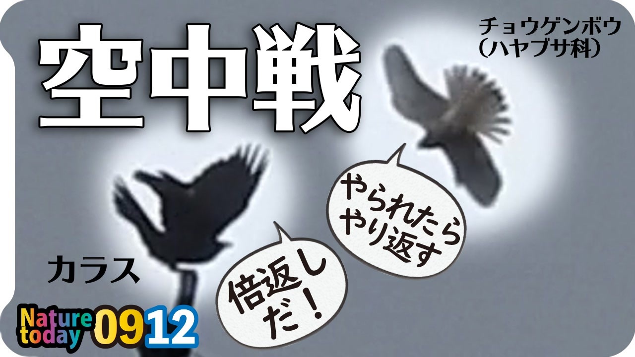 0912 カラスがハヤブサ科に襲われる 新米食べる チョウゲンボウの飛翔と鳴き声 カルガモの奇形と米泥棒 キセキレイ 鳥の飛び方 今日撮り野鳥動画まとめ 身近な生き物語 ニコニコ動画