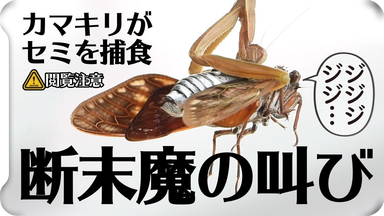 セミファイナル セミがカマキリに生きたまま食べられる 断末魔 身近な生き物語 ニコニコ動画