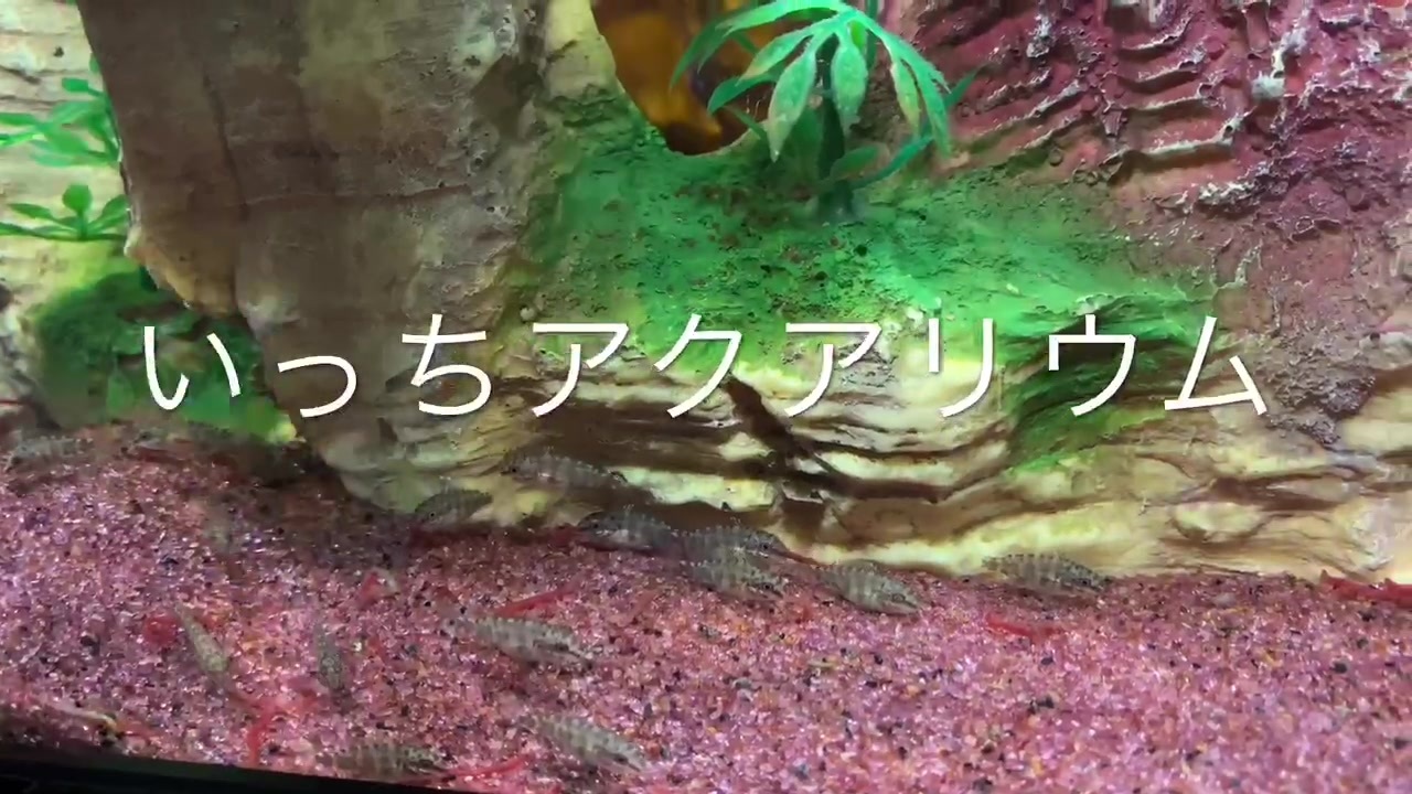 人気の アクアリウム 熱帯魚 動画 1 367本 28 ニコニコ動画