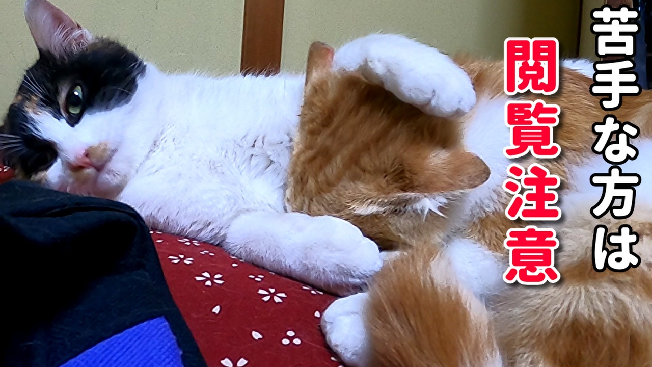 最速 発情期 猫 いつ