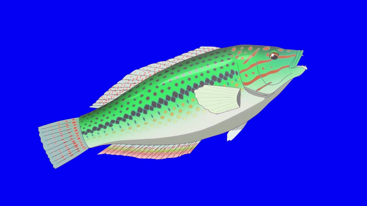 キュウセンベラbb ニコニコ動画