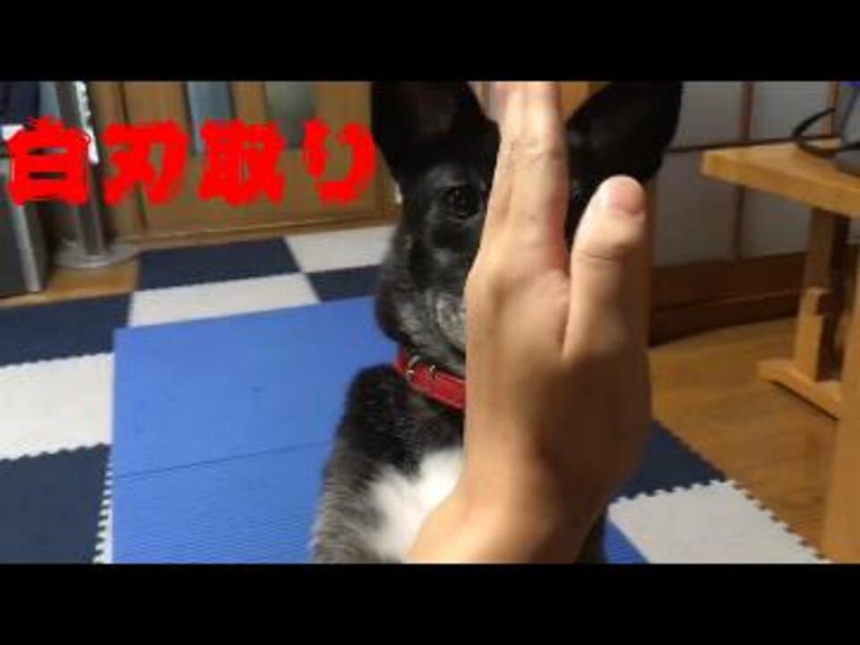 人気の ミックス犬 動画 30本 ニコニコ動画