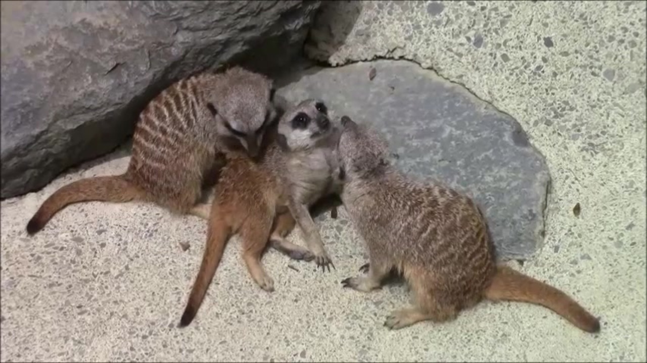 ミーアキャットと化したダディ ニコニコ動画
