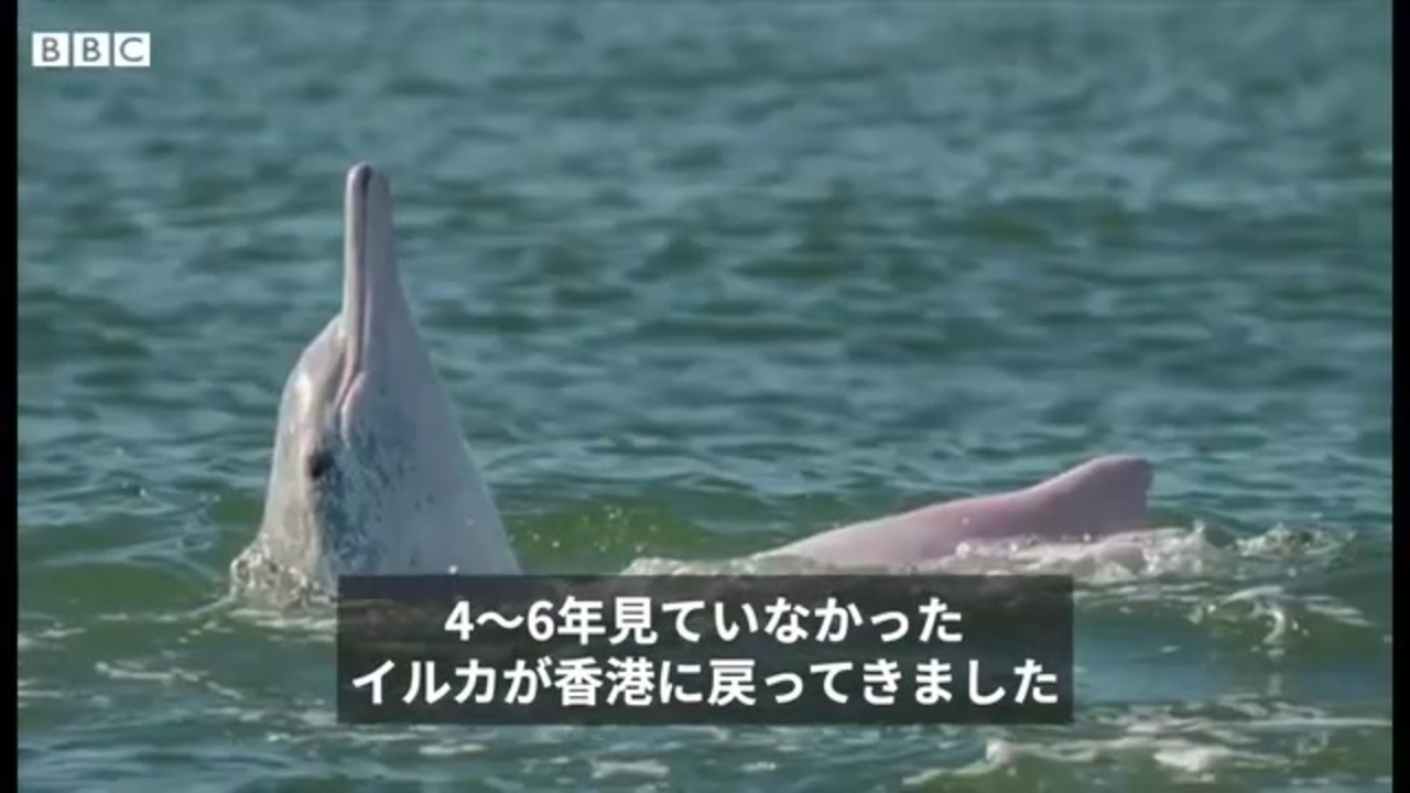 人気の シナウスイロイルカ 動画 2本 ニコニコ動画