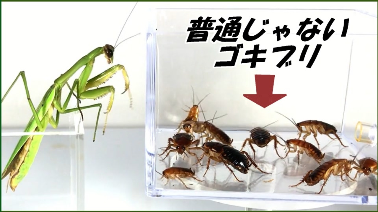 世界で一番辛いグミ を食べたゴキブリがカマキリに出会うと ニコニコ動画