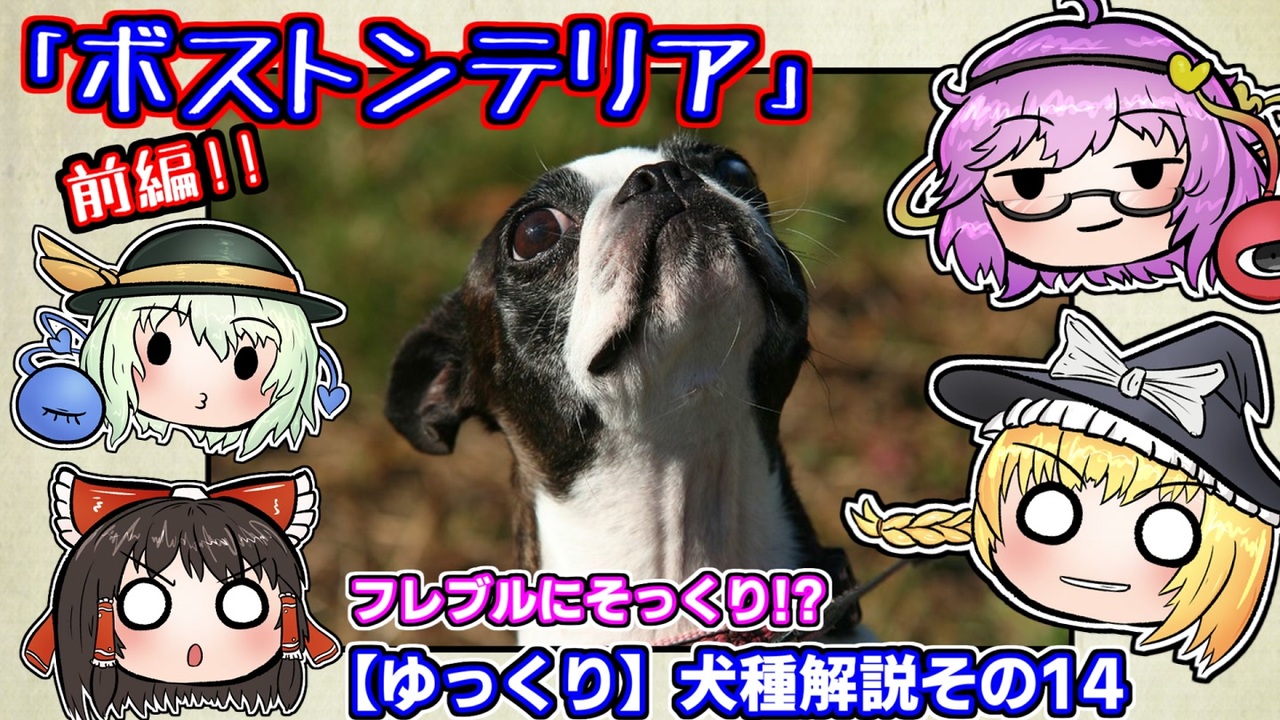 ゆっくり犬種解説 その14 ボストンテリア 前編 ニコニコ動画