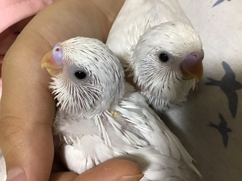 羽衣セキセイインコの種卵 5個 unicom-lra.co.jp