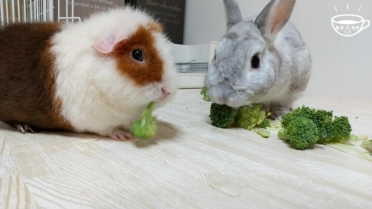 うさモル動画 ブロッコリーにご満悦なうさぎとなぜか尻を振ってしまう謎モルモット Bunny And Guinea Pig 042 ニコニコ動画