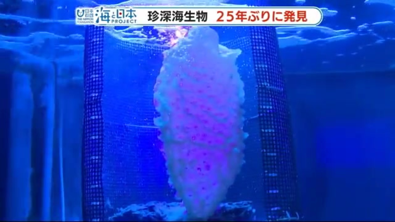 珍しすぎる深海生物 カイロウドウケツモドキ 漁師が２５年ぶりに発見 ニコニコ動画