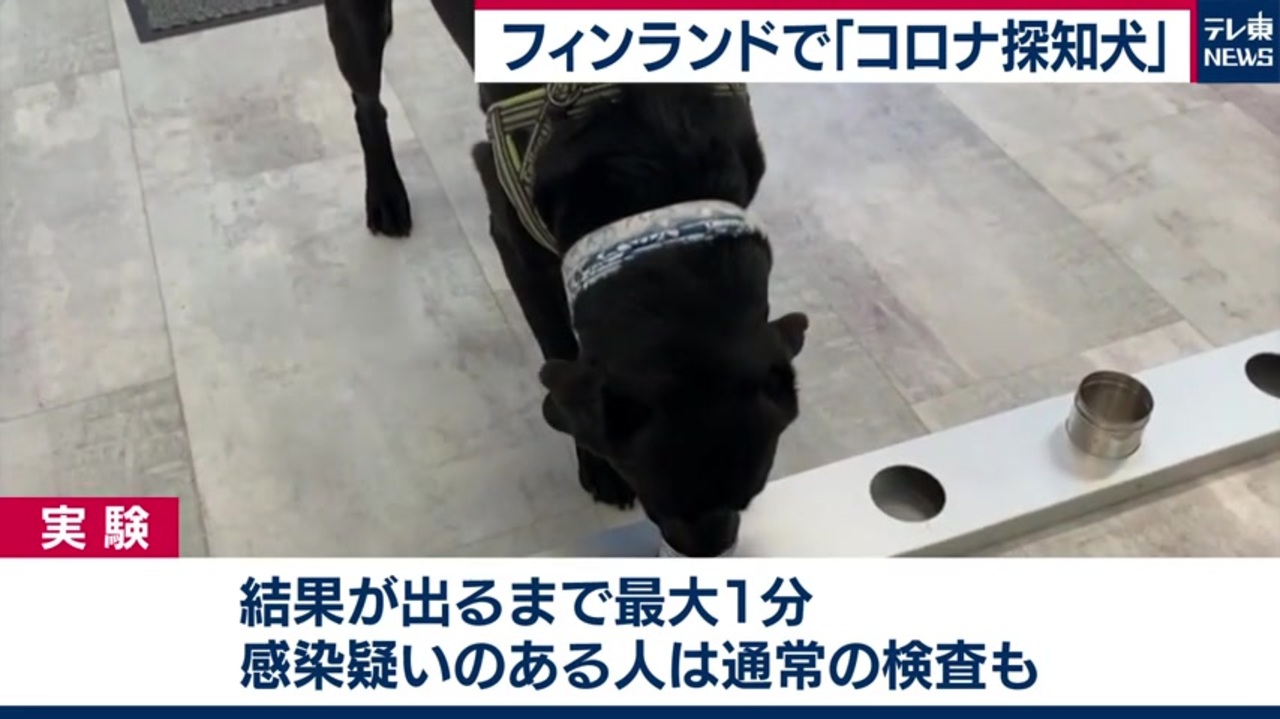 新型コロナウイルスを嗅ぎ分ける空港犬を配置 フィンランド ニコニコ動画