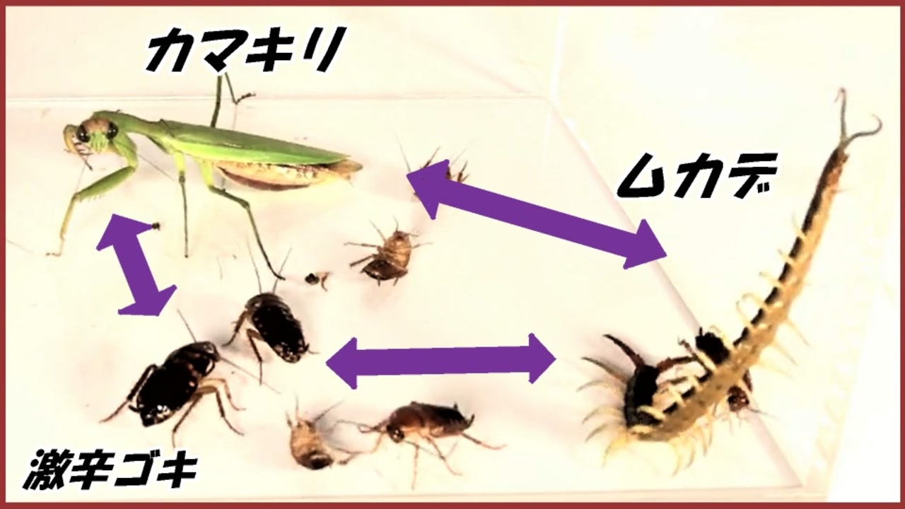 ムカデ カマキリ 激辛ゴキブリを同じケースに混ぜたら 予想外の結末を迎えた ニコニコ動画