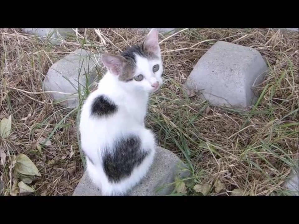子猫が近寄ってきたので 母猫の前で撫でまくってみた ニコニコ動画
