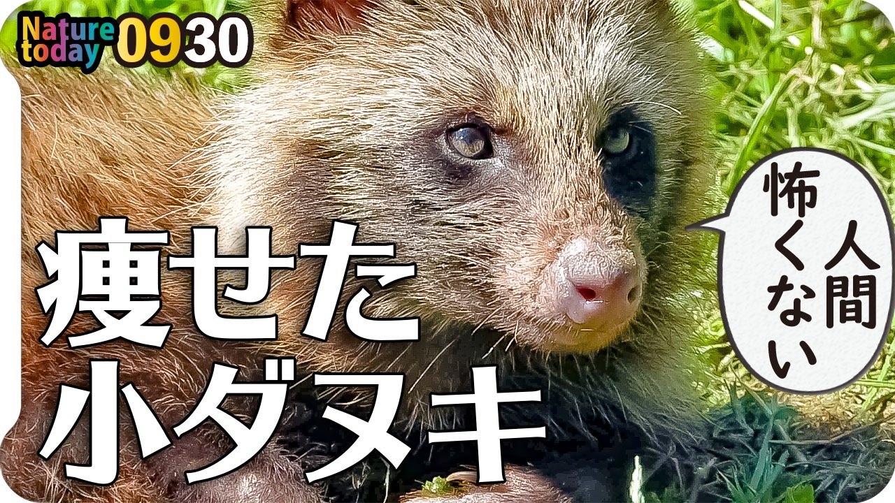 人気の 動物 たぬき 動画 142本 ニコニコ動画