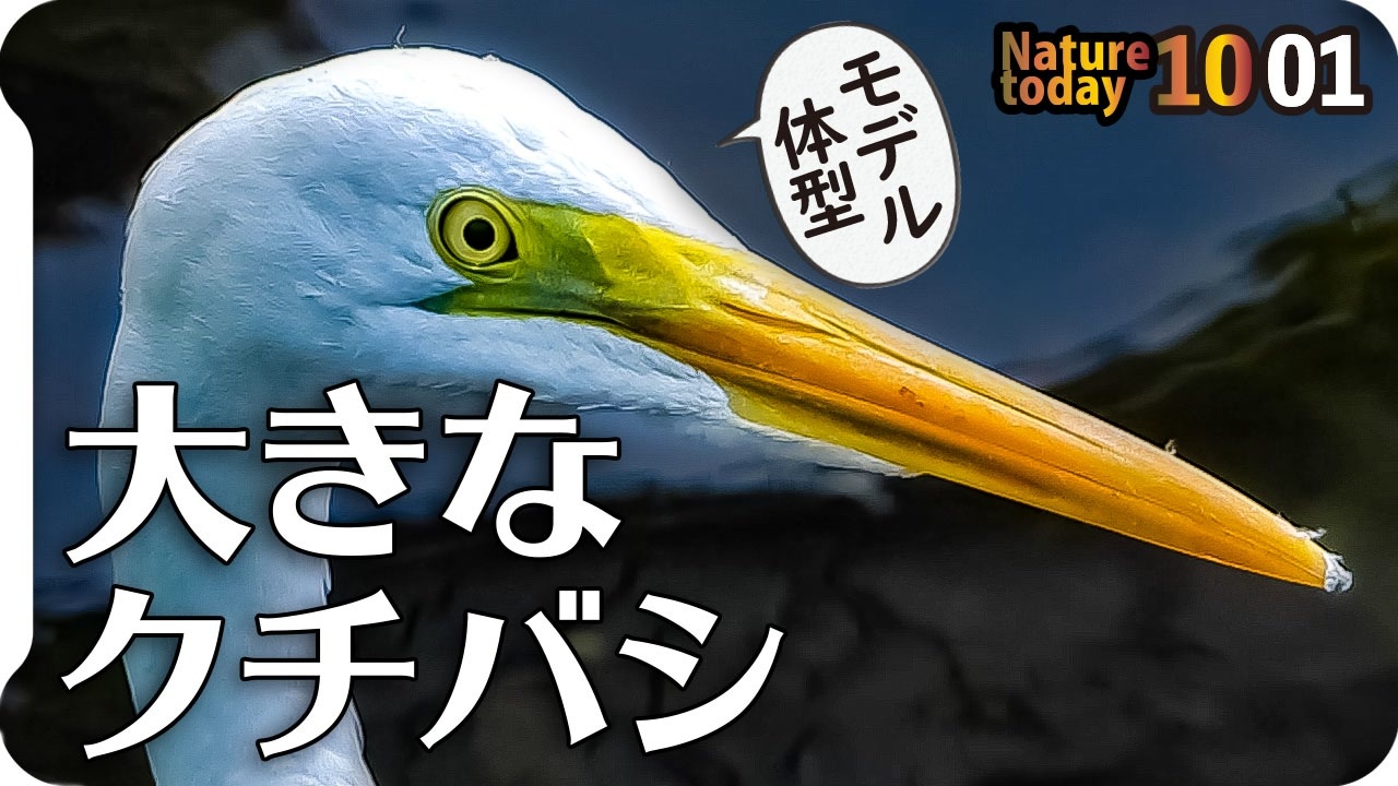 1001 大きなサギ ダイサギとアオサギ カルガモ飛翔にマルガモ モズのオスメス カワウの水浴び側にカワセミ飛び込みなど 今日撮り野鳥動画まとめ 身近な生き物語 ニコニコ動画