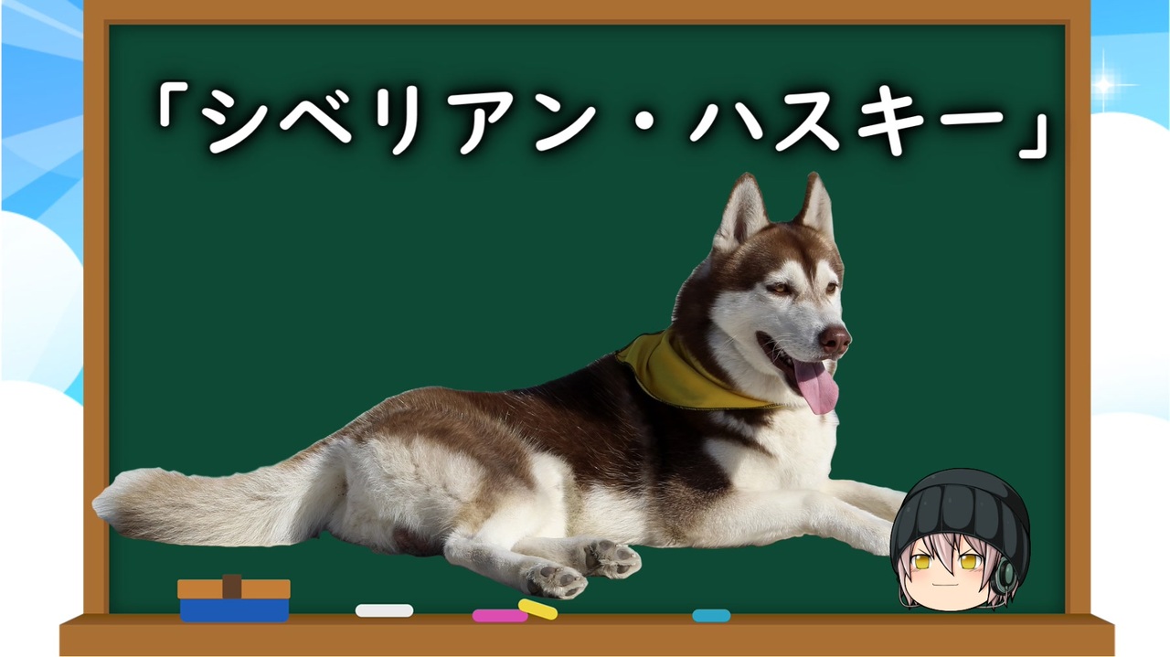 ゆっくり解説 犬種３８ シベリアン ハスキー ニコニコ動画