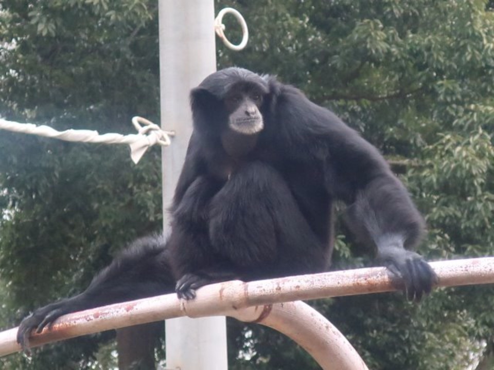 人気の 類人猿 動画 31本 ニコニコ動画