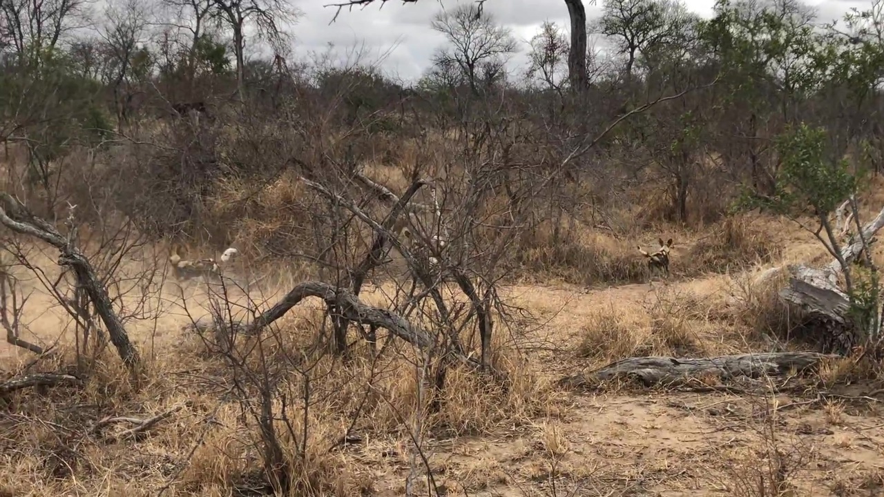 リカオンvsハイエナ ニコニコ動画