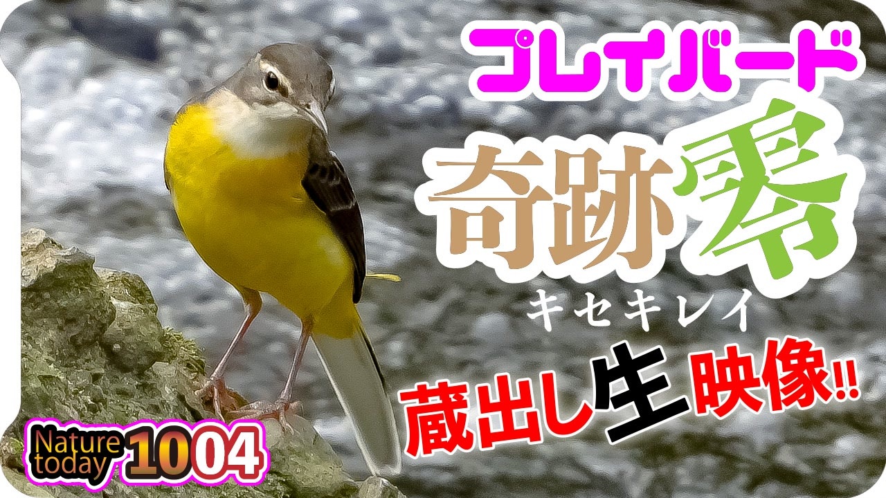 1004 奇跡綺麗なキセキレイ 鳴き声と縄張り争い カルガモ スズメとハクセキレイの水浴び 秋の花達とチョウセンカマキリ 今日撮り野鳥動画まとめ 身近な生き物語 ニコニコ動画