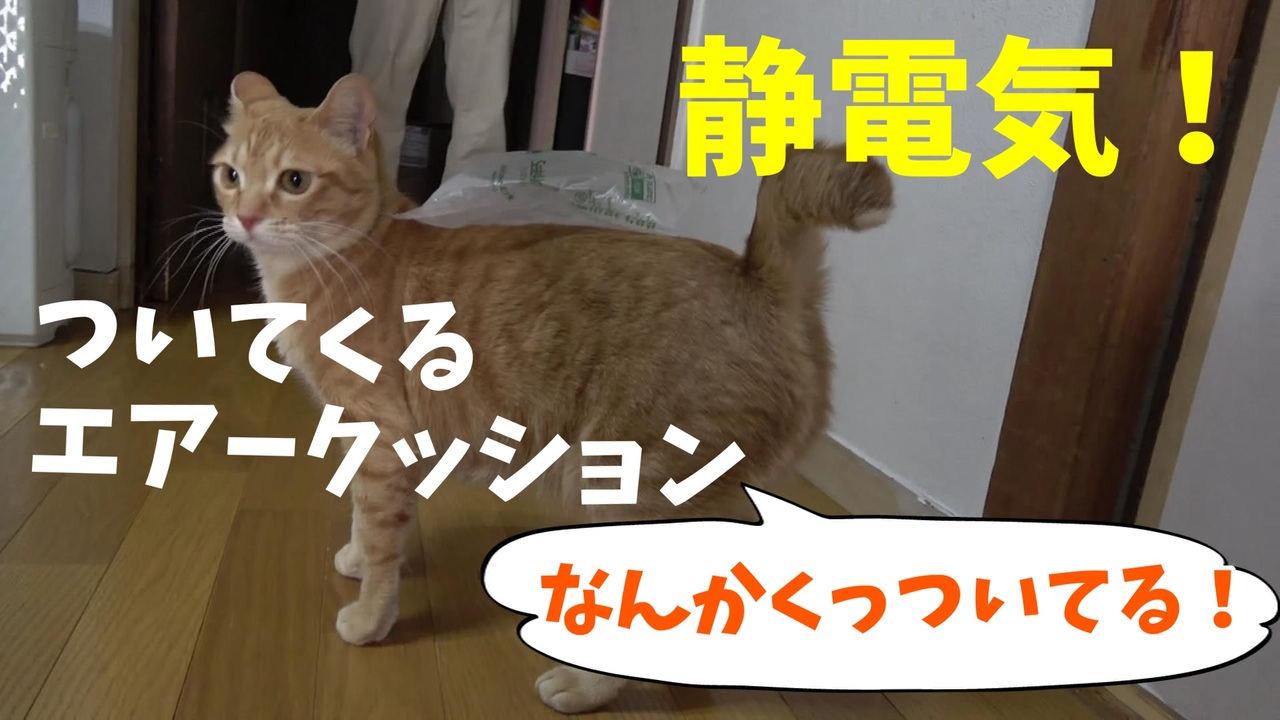 静電気でくっつくエアークッションを前にお猫様は ニコニコ動画