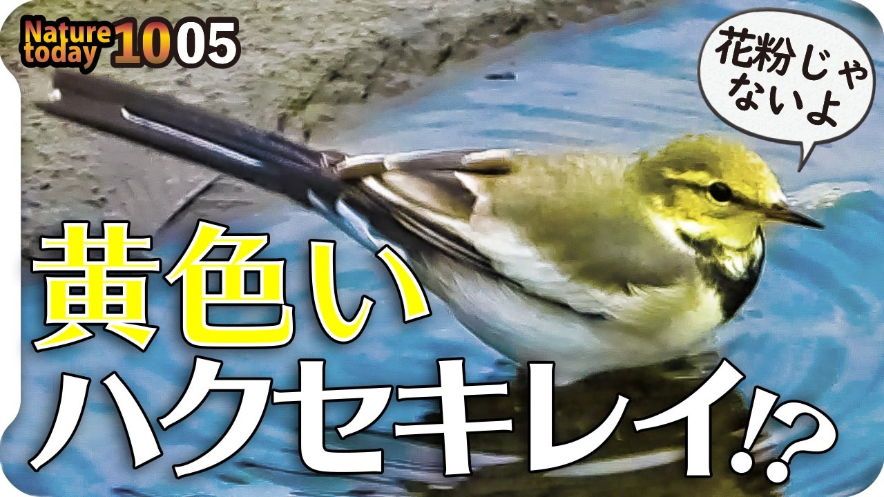 1005 黄色いハクセキレイ幼鳥 カルガモコガモがコサギの捕食を警戒 鳩の正面顔かわいい ヒヨドリの鳴き声 死にかけたオオカマキリの威嚇 今日撮り野鳥動画まとめ 身近な生き物語 ニコニコ動画