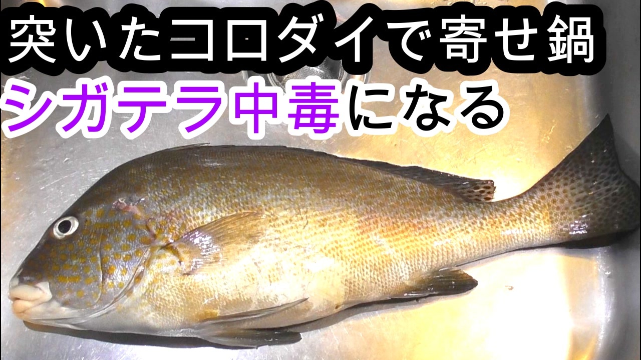 ぴ 毒魚をたべたら 銛突きで捕獲したコロダイを食べてみた ニコニコ動画