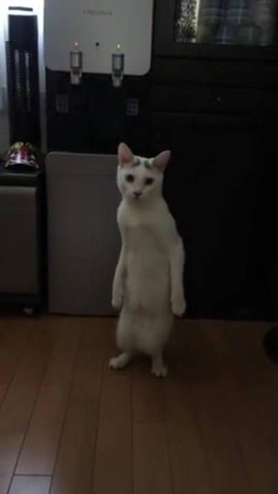 猫の横歩き ニコニコ動画