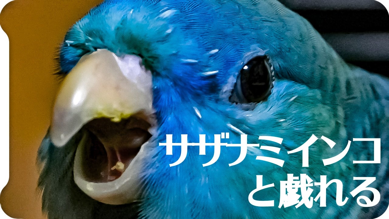 人気の サザナミインコ 動画 122本 2 ニコニコ動画