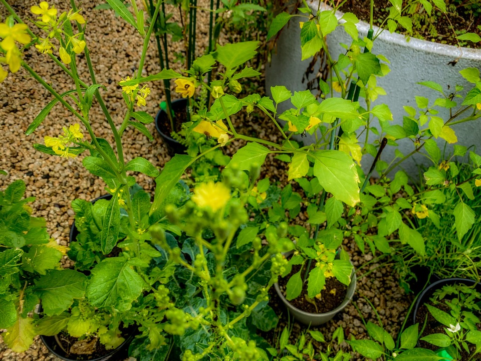 人気の サンチュの花 動画 2本 ニコニコ動画