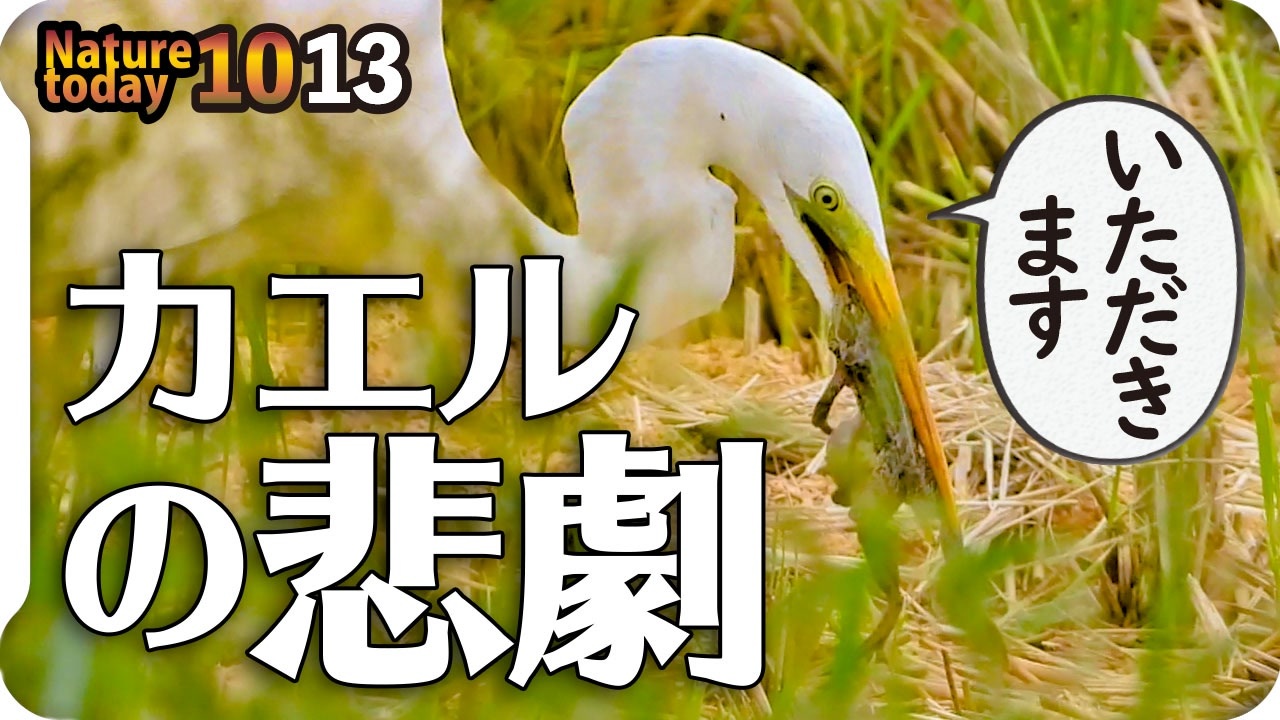 人気の 動物 捕食 動画 2 015本 33 ニコニコ動画