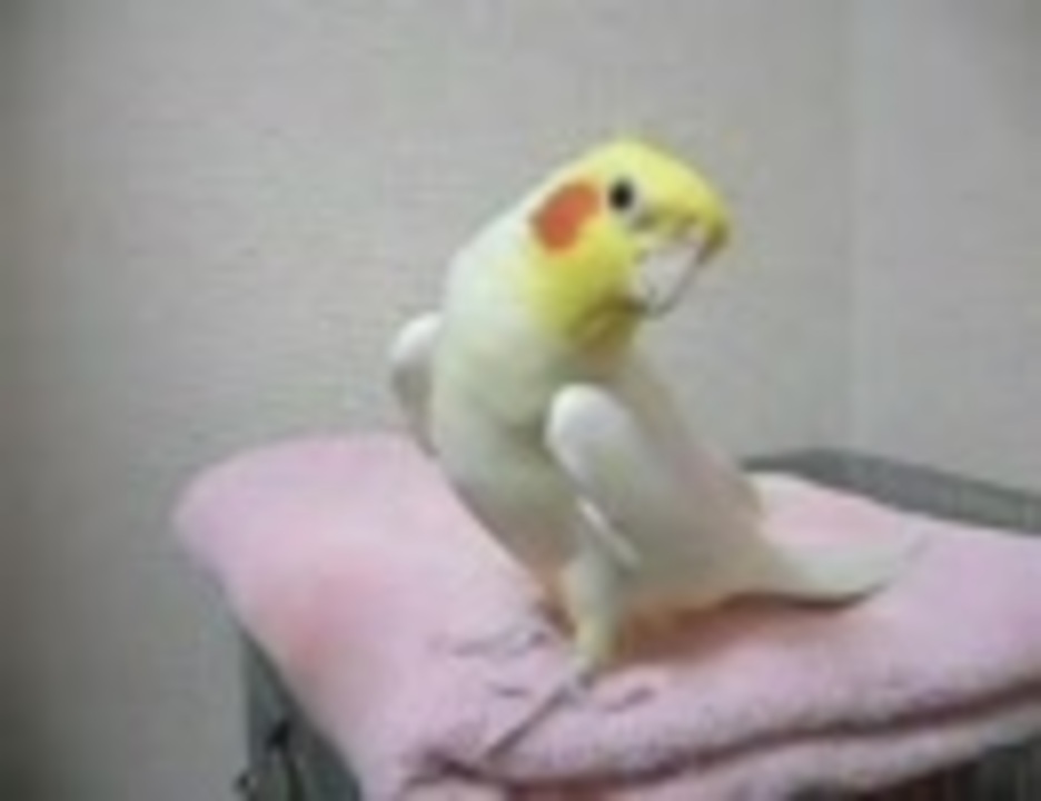 人気の オカメインコ カメちゃん 動画 34本 ニコニコ動画