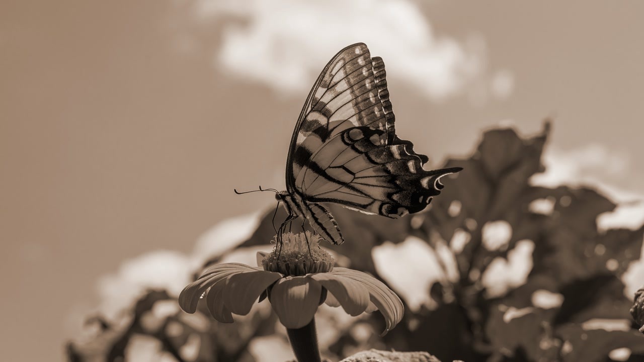 人気の アゲハ蝶 ポルノグラフィティ 動画 150本 ニコニコ動画